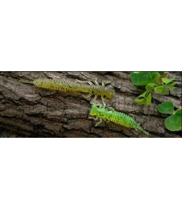 FANATIK Larva-1.6 LEURRES DE PÊCHE EN SILICONE APPÂTS AROMA JIG EATABLE SOFT